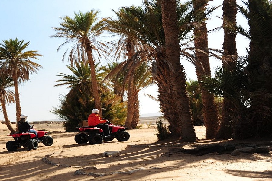 Quad in Marrakech palm grove