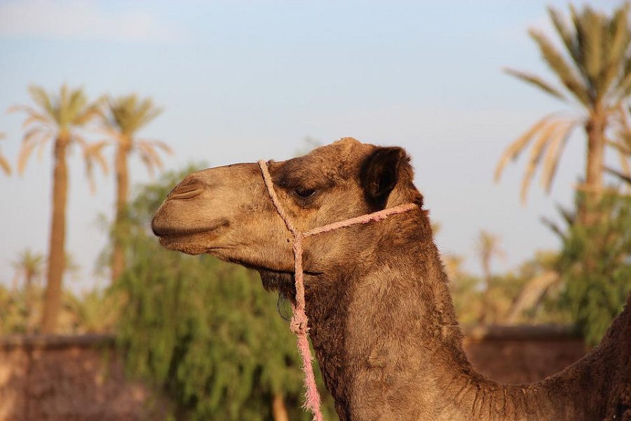 Camel ride in Marrakech palm grove